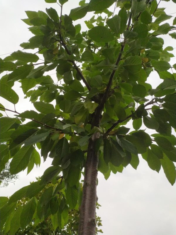 Prunus avium „Büttners Rote Knorpelkirsche“ (Süßkirsche)