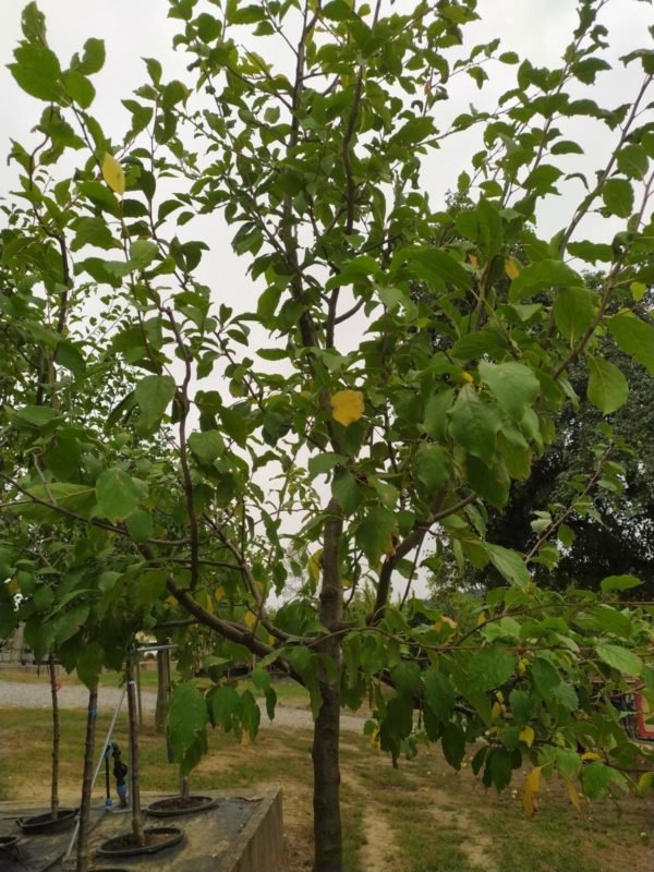 Prunus dom. "Hauszwetsche Meschenmoser" (Zwetschenbaum)