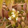 Viburnum plicatum "Mariesii" (Japanischer Schneeball)