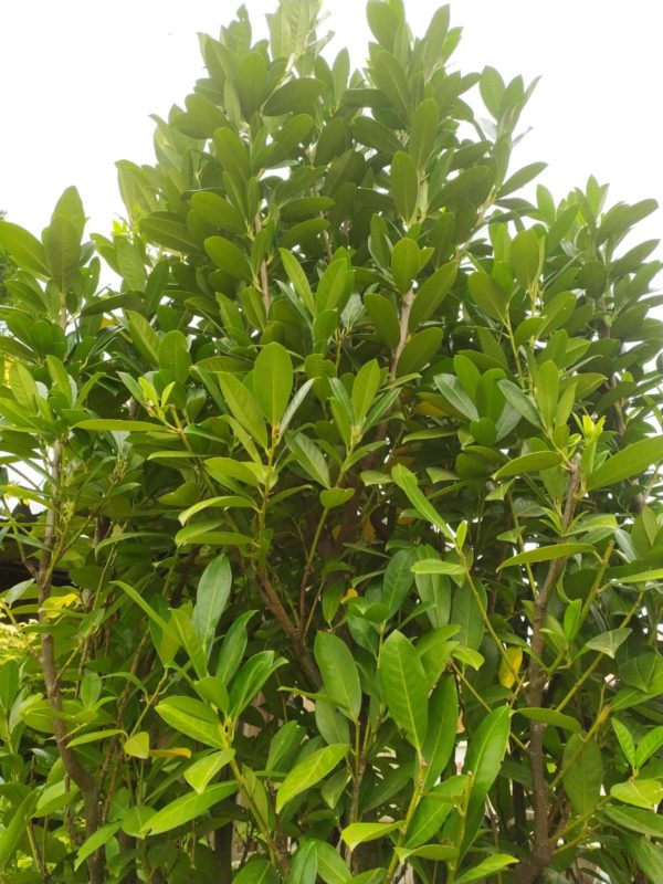 Prunus lauroc. "Genolia" (Lorbeerkirsche)