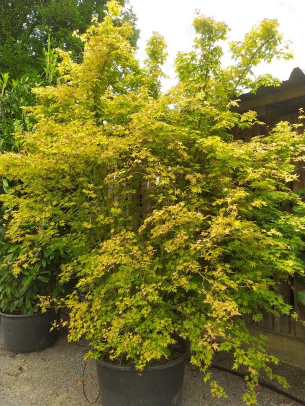Acer palmatum "Orange Dream" (Fächerahorn)