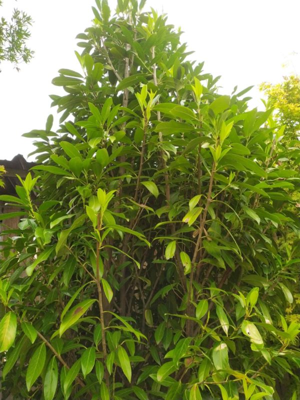 Prunus lauroc. "Caucasica" (Kaukasische Lorbeerkirsche)