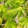 Acer japonicum "Aconitifolium" (Japanischer Feuerahorn)
