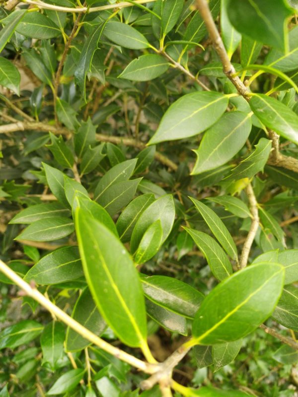 Osmanthus heterophyllus (Stachelblättrige Duftblüte)