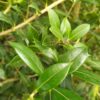 Osmanthus heterophyllus (Stachelblättrige Duftblüte)