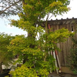 Acer shirasawanum "Aureum" (Japanischer Goldahorn)