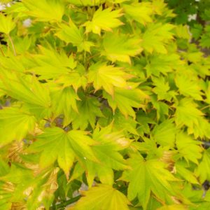 Acer shirasawanum "Aureum" (Japanischer Goldahorn)