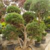 Pinus nigra ssp. nigra (Schwarzkiefer)