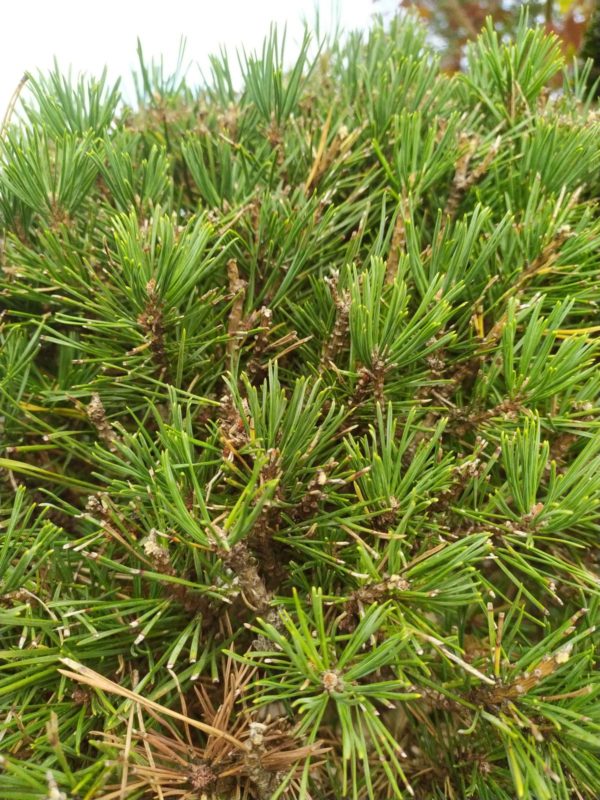 Pinus nigra ssp. nigra (Schwarzkiefer)