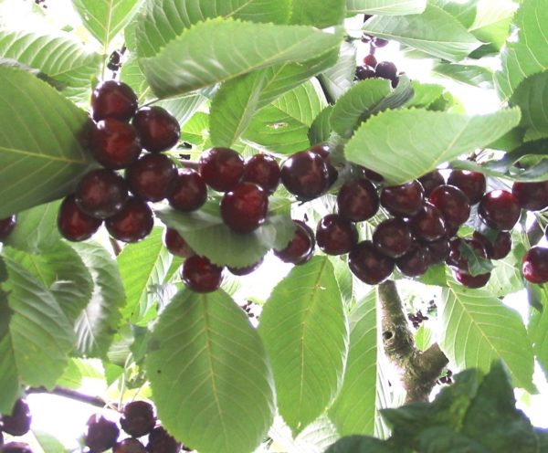 Prunus av. Regina