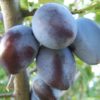 Prunus dom. Hauszwetsche Meschenmoser