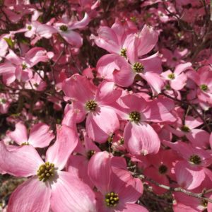 Cornus florida "Rubra" (Roter Blumen-Hartriegel)