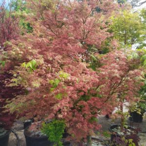 Acer palmatum "Beni-shishi-henge" (Fächerahorn)