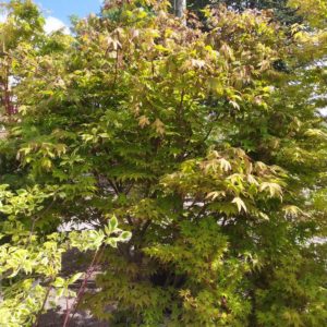 Acer palmatum Osakazuki (Fächerahorn)