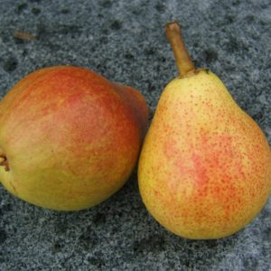 Pyrus Clapps Liebling